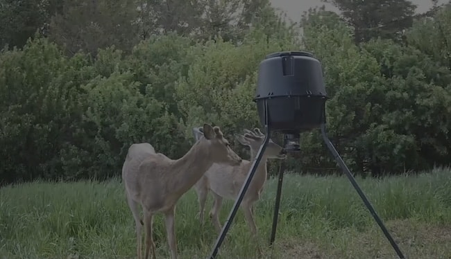 Deer Around A Moultrie Deer feeder Deer Around A Moultrie Deer feeder