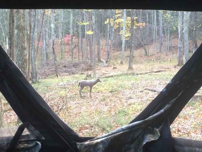 Decoy Set Up In Front Of A Ground Blind Deer Decoy Set Up In Front Of A Ground Blind