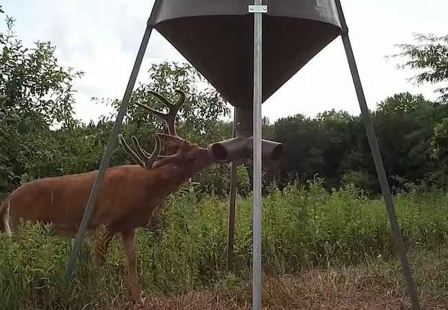 Deer Eating Out Of The Boss Buck Feeder Deer Eating Out Of The Boss Buck Feeder