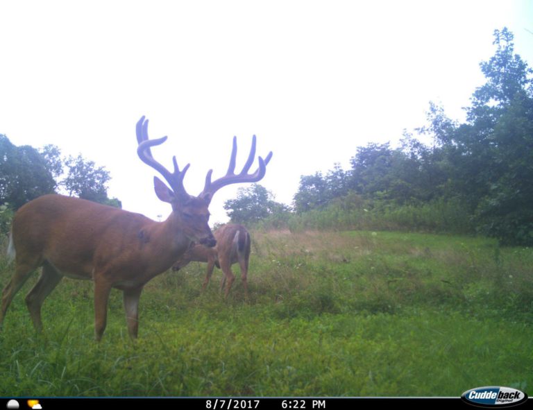 Ohio Deer Hunting Top Spots for Trophy Bucks! Deer Hunting Guide