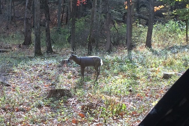 Whitetail Buck Decoy Set Up In A Clearing Whitetail Buck Decoy Set Up In A Clearing